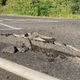 Image for article titled The Pacific Northwest Is So Blazing Hot That Roads Are Buckling